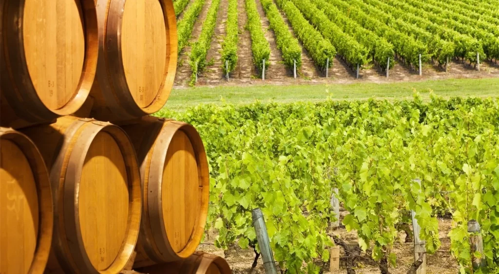 Elaboración de vino ecológico
